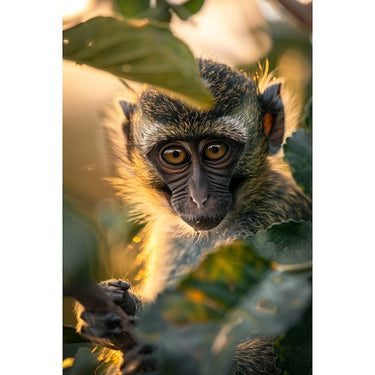 Monkey Canvas Picture